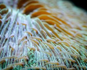 Корал LPS Cycloseris sp, Plate Coral Green