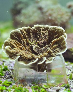 Корал SPS Montipora spp, Montipora Foliosa Green