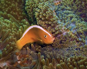 Риба клоун Amphiprion akallopisos, Skunk Stripe Anemonefish
