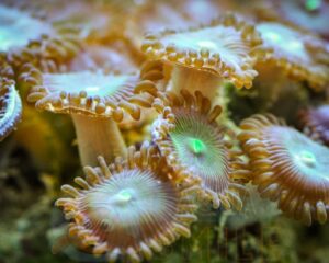 Корал мягкий Palythoa sp, Button Polyps Green