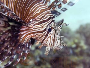 Риба Pterois volitans, Lionfish