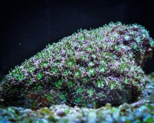 Корал LPS Galaxea astreata, Crystal Coral Green