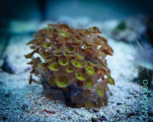 Корал м’який Zoanthus sp, Sand Polyps Long Green Tentacle Chocolate
