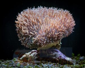 Корал м'який Sarcophyton sp, Leather Soft Tentacle