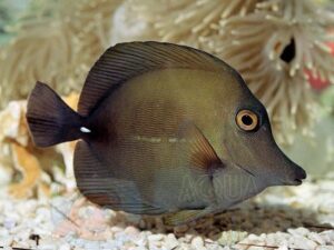 Риба Zebrasoma scopas, Brown Sailfin Tang L