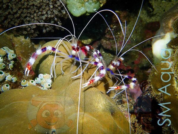 Креветка Stenopus hispidus, Shrimp Boxing