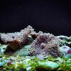 Коралл мягкий Rhodactis sp, Mushrooms Hairy